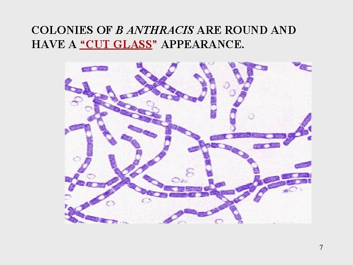 COLONIES OF B ANTHRACIS ARE ROUND AND HAVE A “CUT GLASS” APPEARANCE. 7 