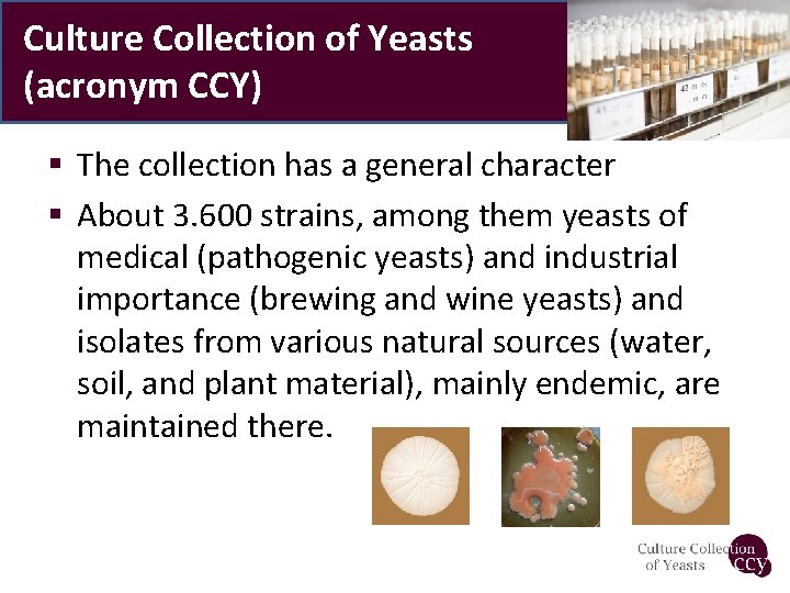 Culture Collection of Yeasts (acronym CCY) § The collection has a general character §