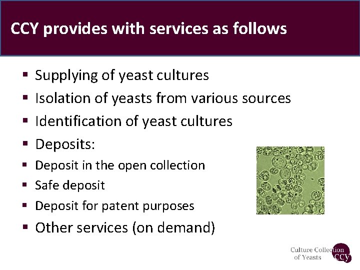 CCY provides with services as follows § § Supplying of yeast cultures Isolation of