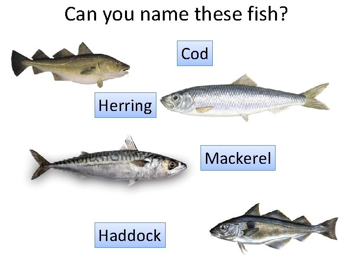 Can you name these fish? Cod Herring Mackerel Haddock 