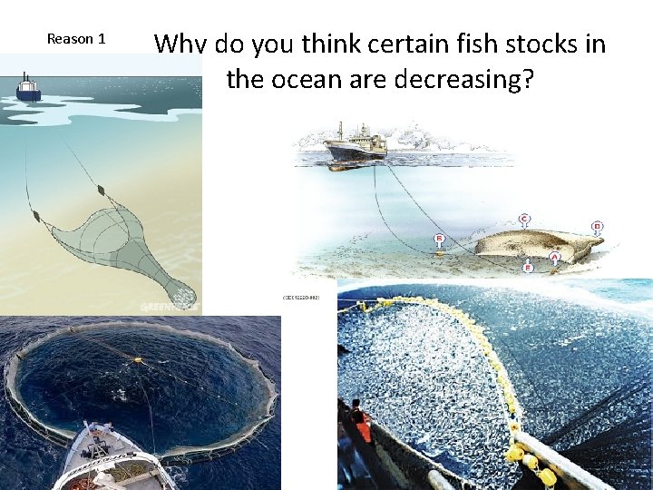 Reason 1 Why do you think certain fish stocks in the ocean are decreasing?
