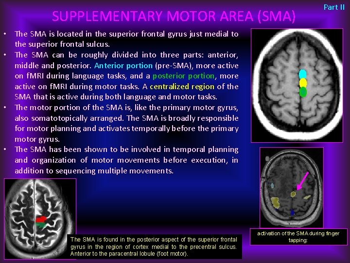 SUPPLEMENTARY MOTOR AREA (SMA) Part II • The SMA is located in the superior