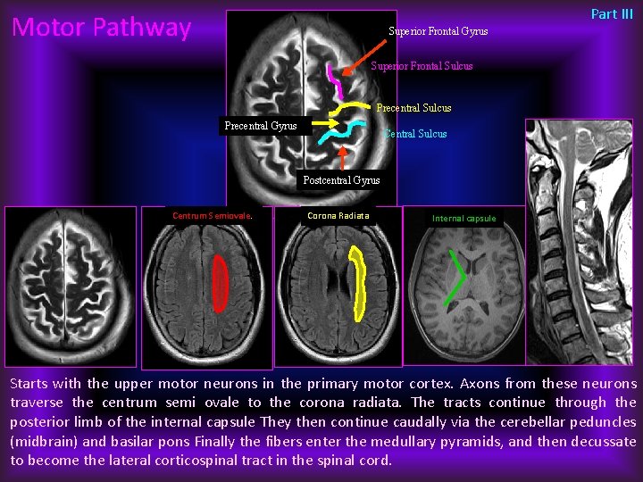 Part III Motor Pathway Superior Frontal Gyrus Superior Frontal Sulcus Precentral Gyrus Central Sulcus