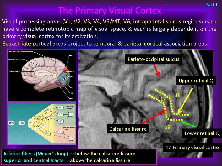 Part II The Primary Visual Cortex Visual processing areas (V 1, V 2, V