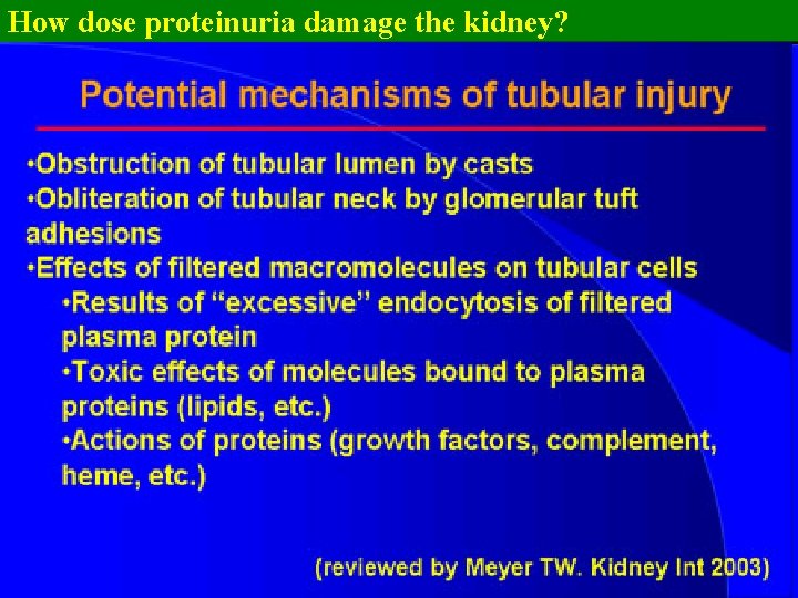 How dose proteinuria damage the kidney? 