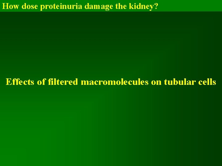 How dose proteinuria damage the kidney? Effects of filtered macromolecules on tubular cells 