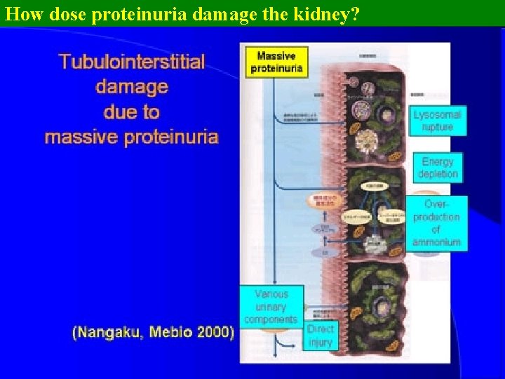 How dose proteinuria damage the kidney? 