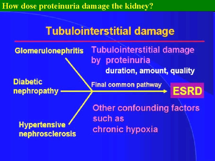 How dose proteinuria damage the kidney? ? 