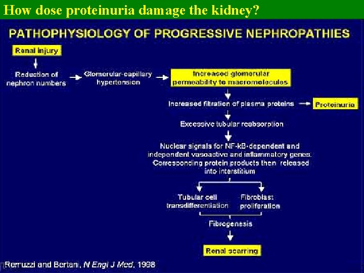 How dose proteinuria damage the kidney? 