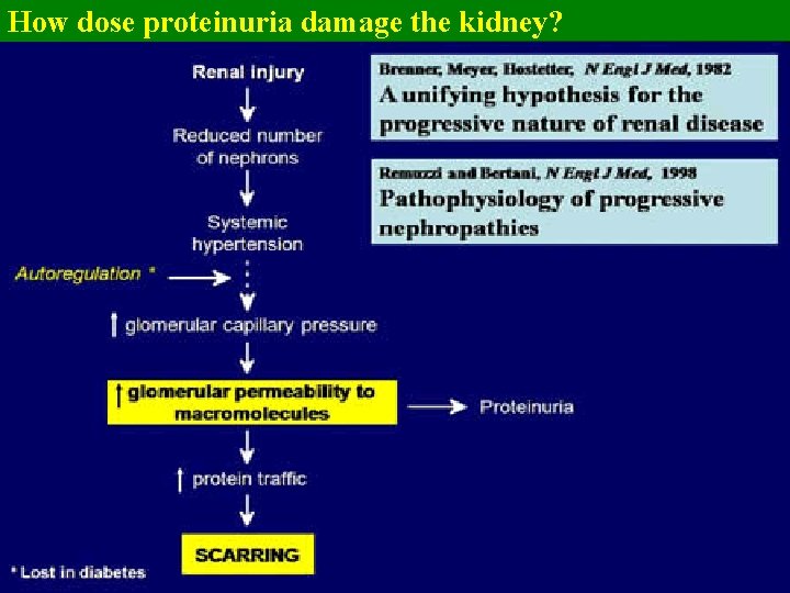 How dose proteinuria damage the kidney? 