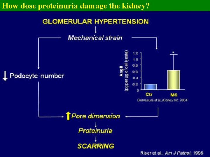 How dose proteinuria damage the kidney? 