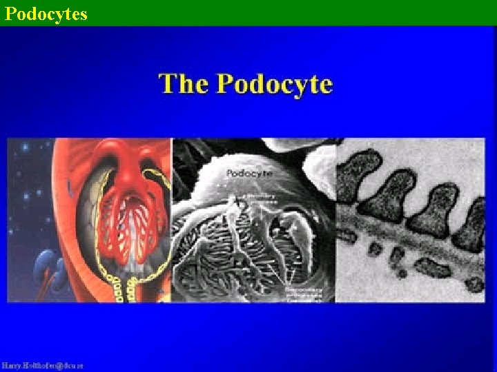 Podocytes 