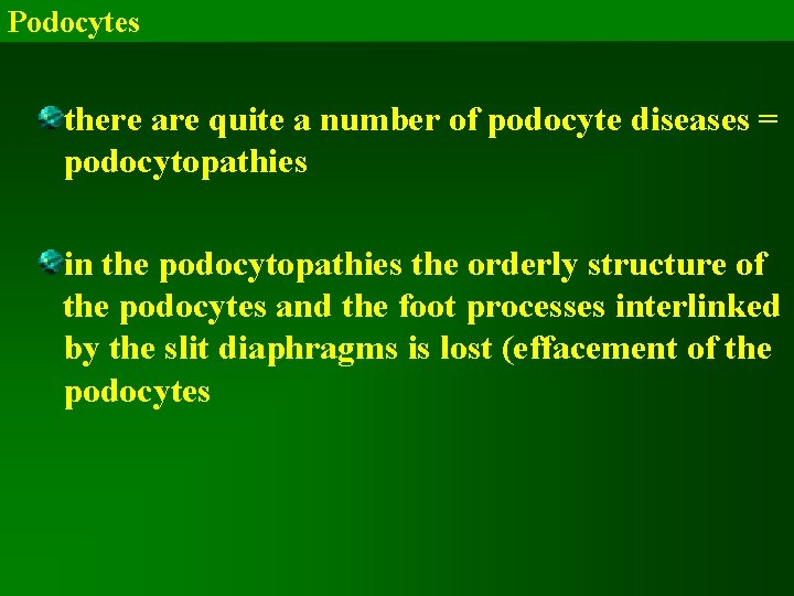 Podocytes there are quite a number of podocyte diseases = podocytopathies in the podocytopathies