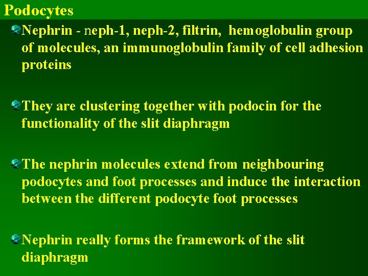 Podocytes Nephrin - neph-1, neph-2, filtrin, hemoglobulin group of molecules, an immunoglobulin family of