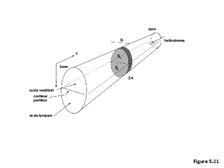 base cochlear partition scala tympani Figure 5. 11 