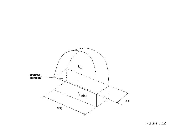 cochlear partition Figure 5. 12 