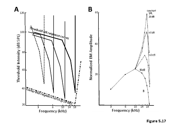 B 120 Threshold Intensity (d. B SPL) 100 Thres hold AN re spon se