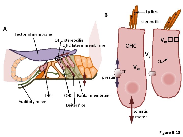 tip-links B A stereocilia Tectorial membrane OHC stereocilia OHC lateral membrane Vm�� OHC Ve