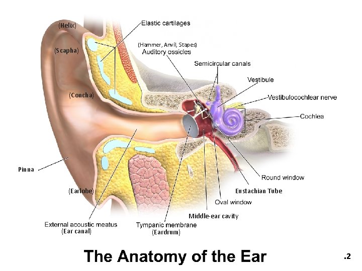 (Helix) (Scapha) (Hammer, Anvil, Stapes) (Concha) Pinna (Earlobe) Eustachian Tube Middle-ear cavity (Ear canal)