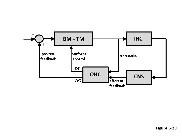 + + positive feedback IHC BM - TM stiffness control DC AC stereocilia OHC