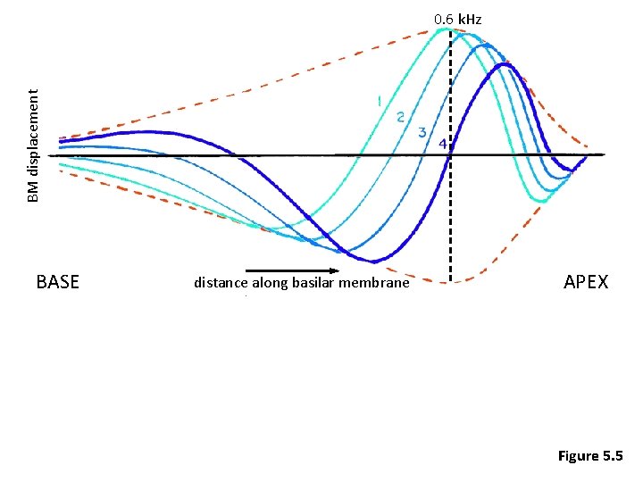BM displacement 0. 6 k. Hz BASE distance along basilar membrane APEX Figure 5.