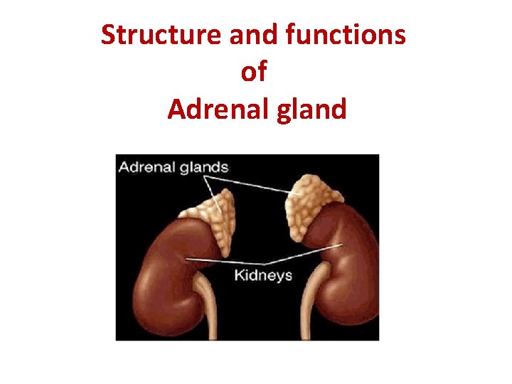 Structure and functions of Adrenal gland 