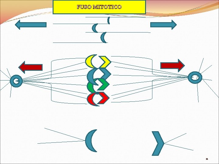 FUSO MITOTICO 11 