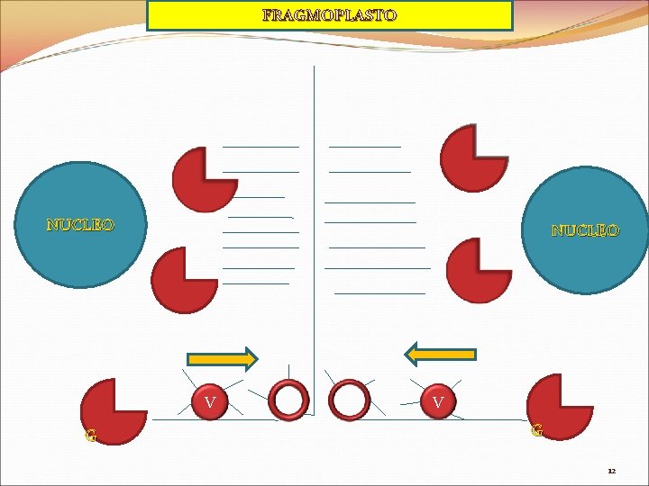 FRAGMOPLASTO NUCLEO V G 12 