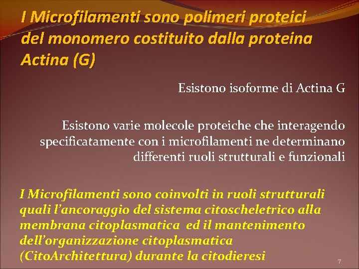 I Microfilamenti sono polimeri proteici del monomero costituito dalla proteina Actina (G) Esistono isoforme