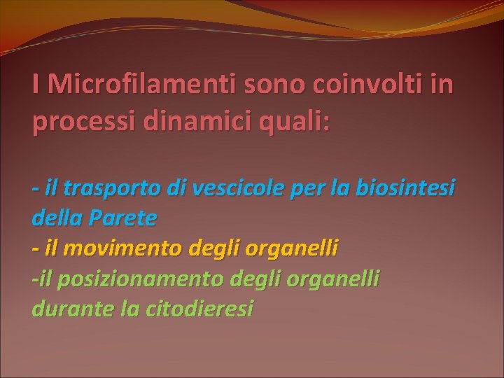 I Microfilamenti sono coinvolti in processi dinamici quali: - il trasporto di vescicole per