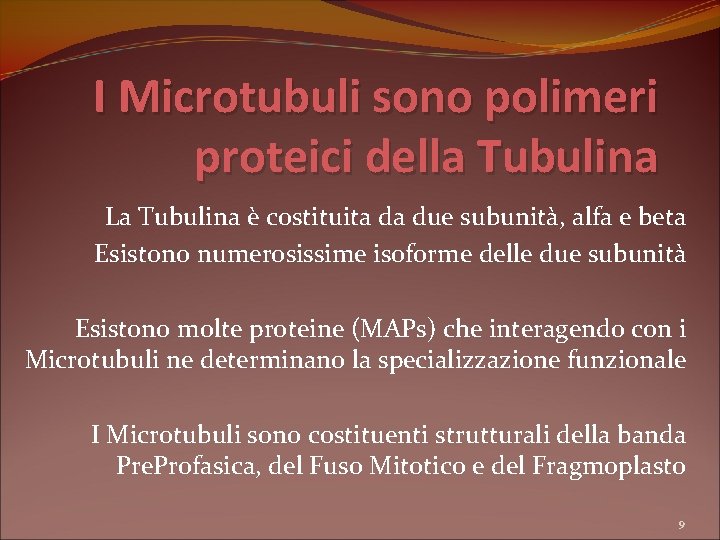 I Microtubuli sono polimeri proteici della Tubulina La Tubulina è costituita da due subunità,