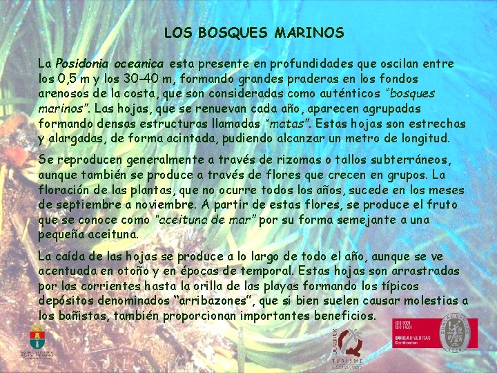 LOS BOSQUES MARINOS La Posidonia oceanica esta presente en profundidades que oscilan entre los