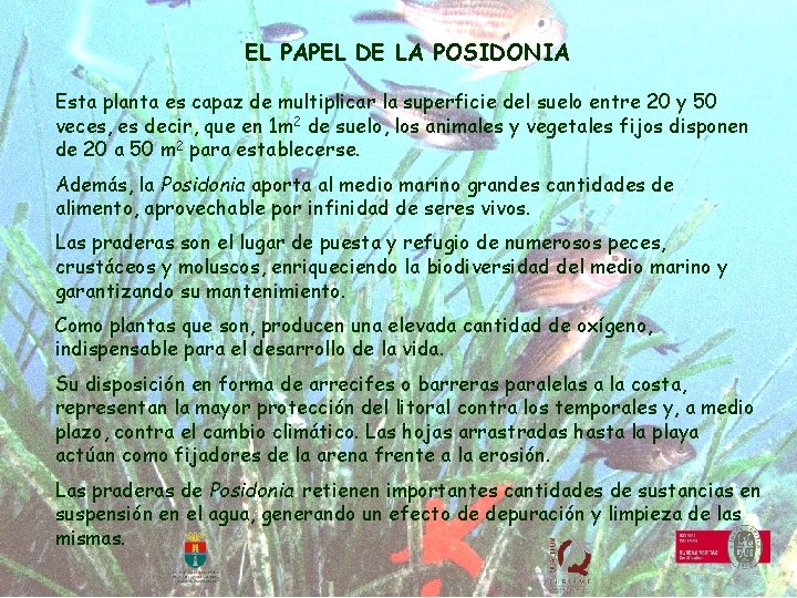 EL PAPEL DE LA POSIDONIA Esta planta es capaz de multiplicar la superficie del