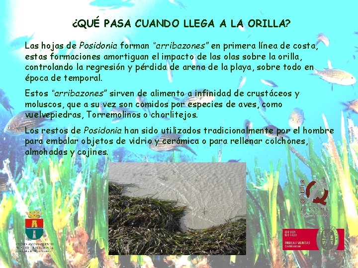 ¿QUÉ PASA CUANDO LLEGA A LA ORILLA? Las hojas de Posidonia forman “arribazones” en