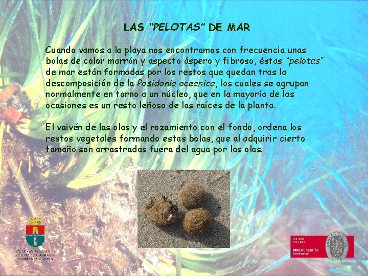 LAS “PELOTAS” DE MAR Cuando vamos a la playa nos encontramos con frecuencia unas