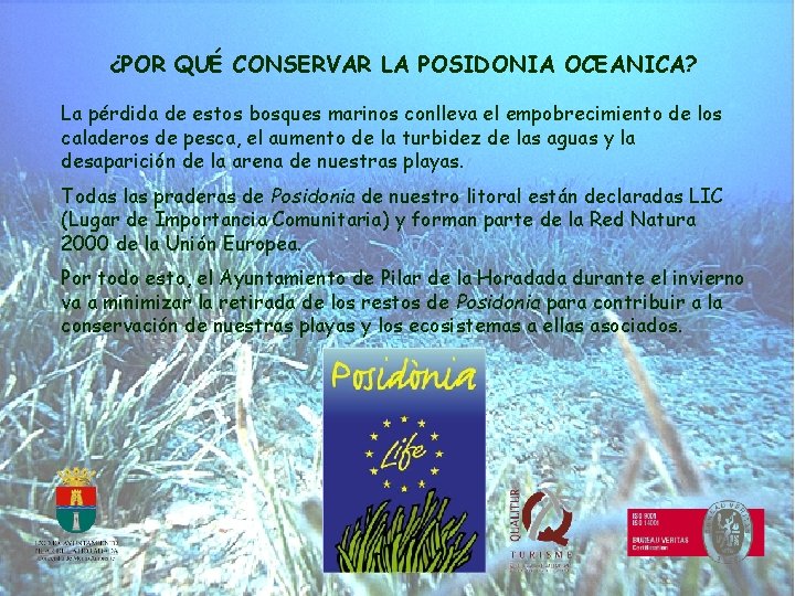 ¿POR QUÉ CONSERVAR LA POSIDONIA OCEANICA? La pérdida de estos bosques marinos conlleva el