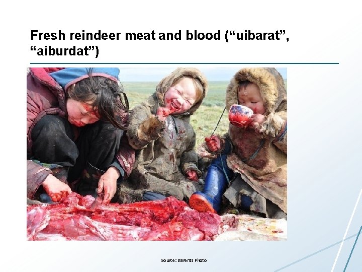 Fresh reindeer meat and blood (“uibarat”, “aiburdat”) Source: Barents Photo 