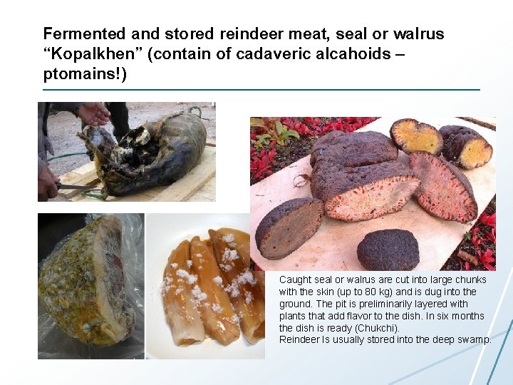 Fermented and stored reindeer meat, seal or walrus “Kopalkhen” (contain of cadaveric alcahoids –