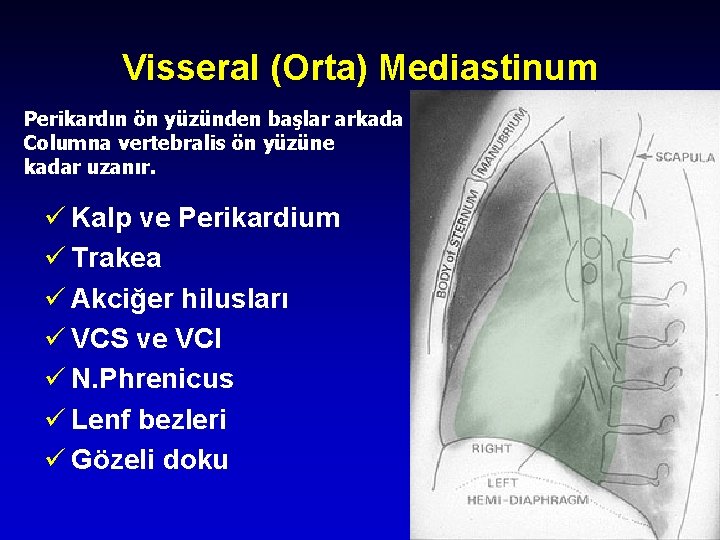 Visseral (Orta) Mediastinum Perikardın ön yüzünden başlar arkada Columna vertebralis ön yüzüne kadar uzanır.