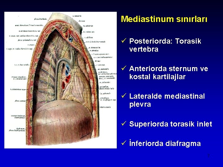 Mediastinum sınırları ü Posteriorda: Torasik vertebra ü Anteriorda sternum ve kostal kartilajlar ü Lateralde