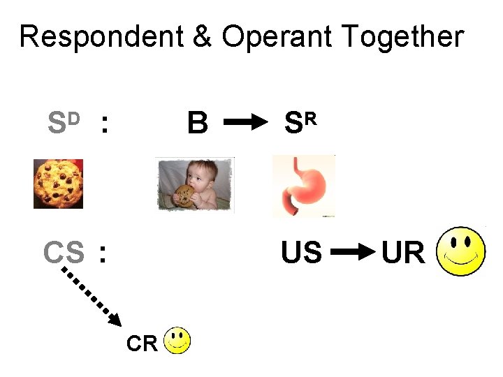 Respondent & Operant Together SD : B CS : SR US CR UR 