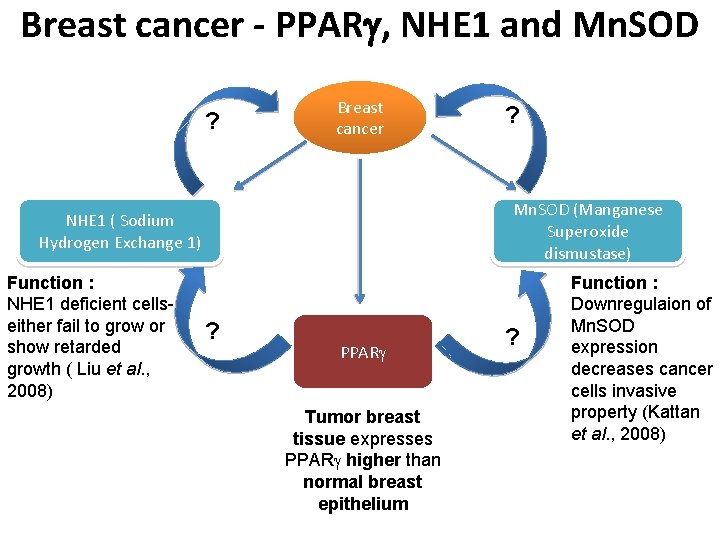 Breast cancer - PPAR , NHE 1 and Mn. SOD ? Breast cancer Mn.