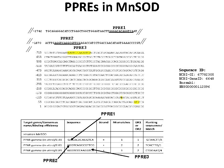 PPREs in Mn. SOD -2742 PPRE 1 TGCAGAGGACATCCTGAGCTGGAGTAACTTGGGACACAGGTCAAT PPRE 2 -1673 ACTTGAGGTCAGGCGTTCGAGACCATCCTGACCAACATAGTGAAACCCCGT PPRE 3