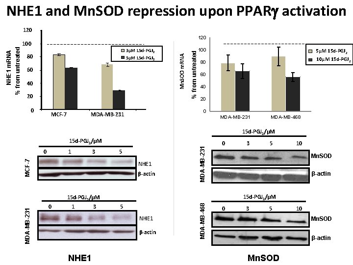 NHE 1 and Mn. SOD repression upon PPAR activation 120 60 40 20 0