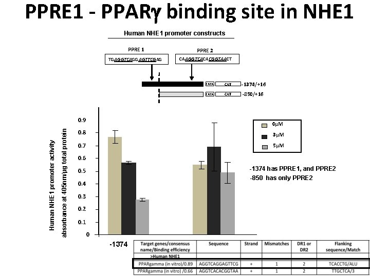 PPRE 1 - PPAR binding site in NHE 1 Human NHE 1 promoter constructs
