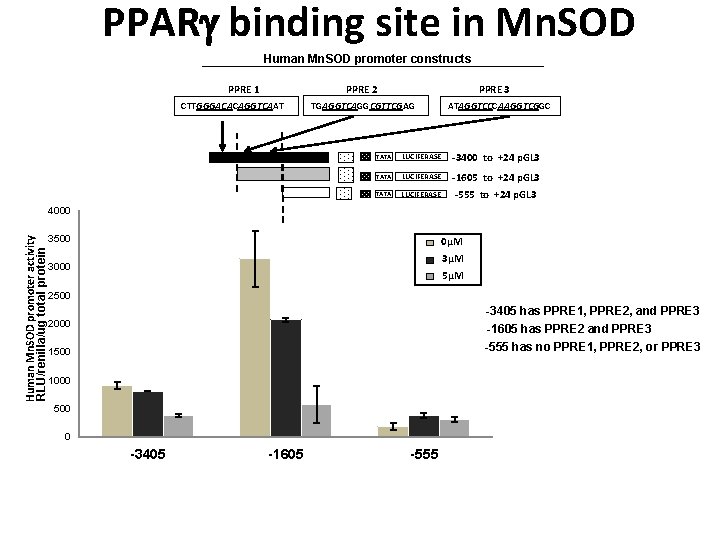 PPAR binding site in Mn. SOD Human Mn. SOD promoter constructs PPRE 1 PPRE