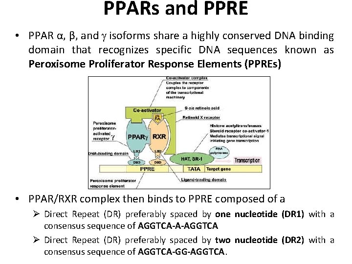 PPARs and PPRE • PPAR α, β, and isoforms share a highly conserved DNA