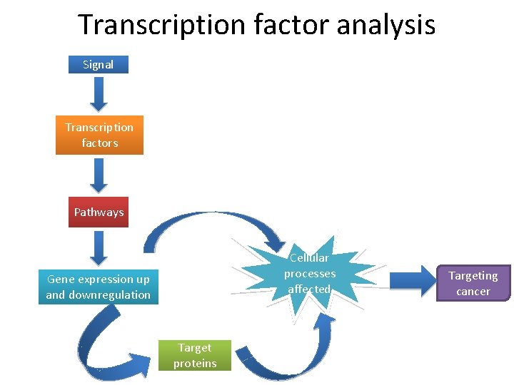 Transcription factor analysis Signal Transcription factors Pathways Cellular processes affected Gene expression up and