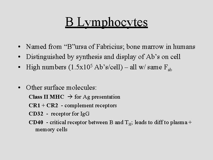 B Lymphocytes • Named from “B”ursa of Fabricius; bone marrow in humans • Distinguished