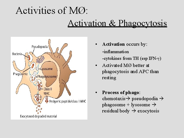 Activities of MØ: Activation & Phagocytosis • Activation occurs by: -inflammation -cytokines from TH